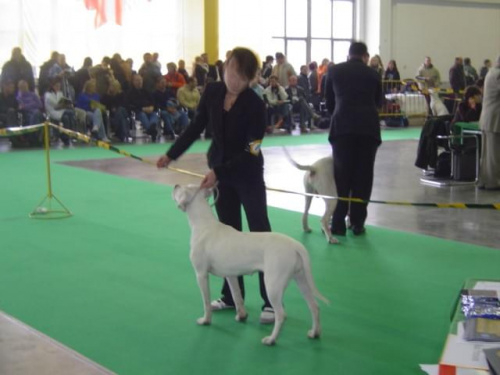 Wszystkie zdjęcia są chronione prawami autorskimi. Zaaz kopiowania w jakiej kolwiek postaci. Kontakt do autora dogzone@interia.pl www.DogZone.pl