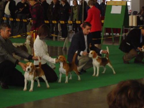 Wszystkie zdjęcia są chronione prawami autorskimi. Zaaz kopiowania w jakiej kolwiek postaci. Kontakt do autora dogzone@interia.pl www.DogZone.pl