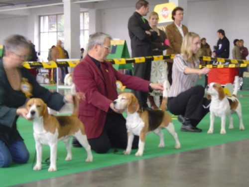 Wszystkie zdjęcia są chronione prawami autorskimi. Zaaz kopiowania w jakiej kolwiek postaci. Kontakt do autora dogzone@interia.pl www.DogZone.pl