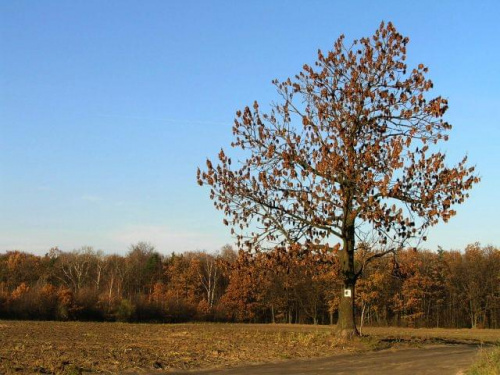 samotne drzewko