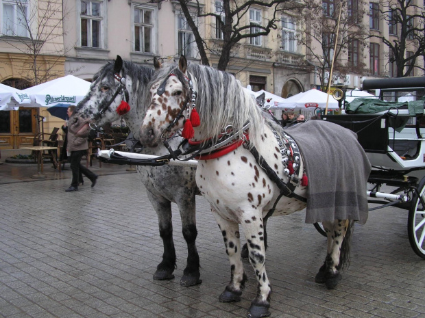 Kraków