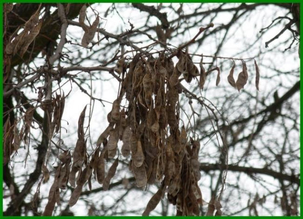 Robinia - akacja - owoce zimą