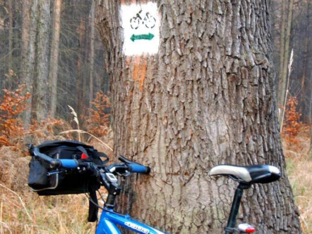 rower i drzewo oznakowane