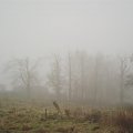 Gdzies we mgle pojawily sie drzewa... #Łódź #StawyStefańskiego #mgła