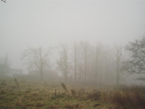 Gdzies we mgle pojawily sie drzewa... #Łódź #StawyStefańskiego #mgła