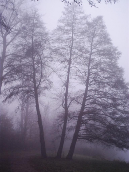 Trojaczek...( we mgle ) #Łódź #StawyStefańskiego #mgła