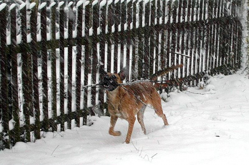 pies szczęśliwie nie zwraca uwagi na coraz głębszy śnieg