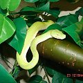 morelia viridis