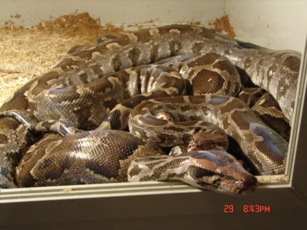 Pyton molurus molurus