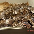 Pyton molurus molurus