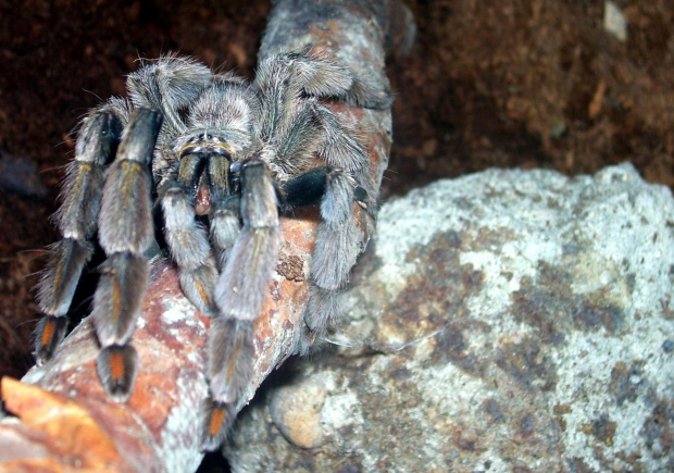 Psalmopoeus cambridgei L10