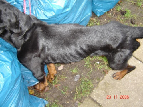 Bruno #rottweiler