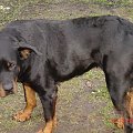 Żaba #rottweiler