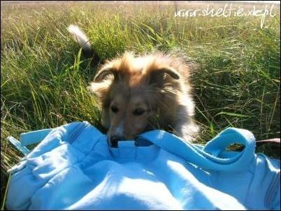 #OwczarekSzetlandzki #sheltie