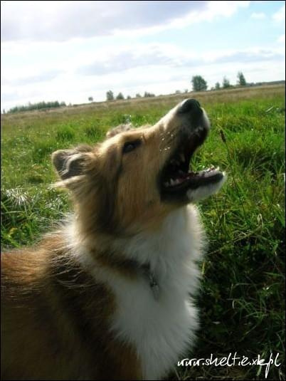 #OwczarekSzetlandzki #sheltie