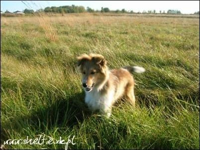 #OwczarekSzetlandzki #sheltie