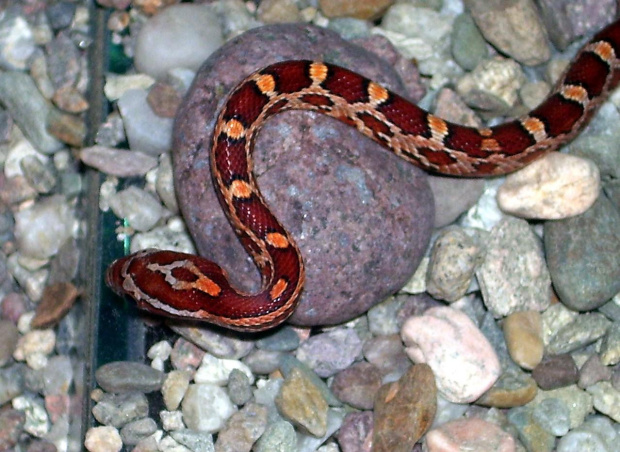 P. guttatus