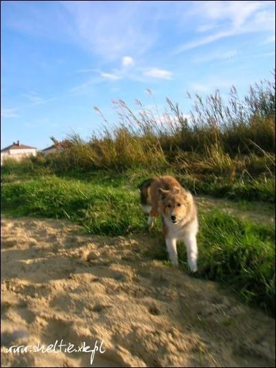 #OwczarekSzetlandzki #sheltie