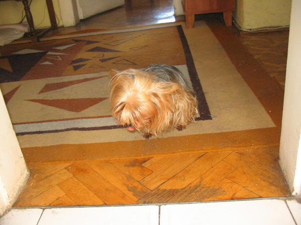 pies i damian
