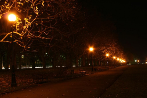 Platany w parku przy UM #Szczecin #noc #park #JasneBłonia
