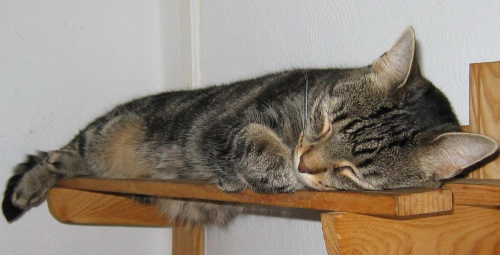 lubi wynajdywać sobie dziwne miejsca do spania #koty