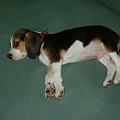 Bimber na leżąco;-) #BeaglePiesPiesekLadnyBimber