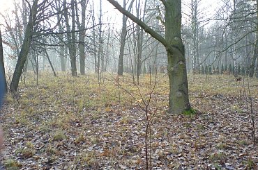 #drzewo #jesień #przyroda