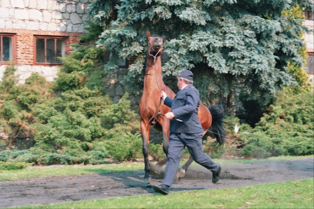 #koń #konie #arab #araby #stadnina