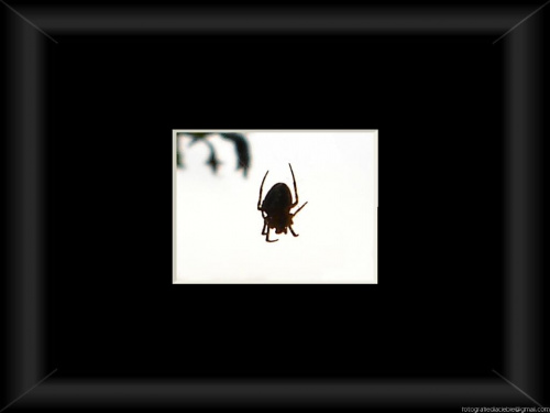 Nie trzeba mówić co to jest ... wystarczą kontury :) #pająki #cienie #jesień #makro #artystyczne