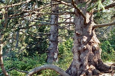 Widoki #Francja #góry #fauna #flora