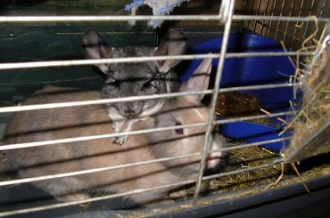 gryzaki #gryzaki #szynszyla #królik