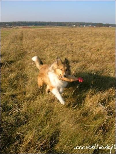 #sheltie