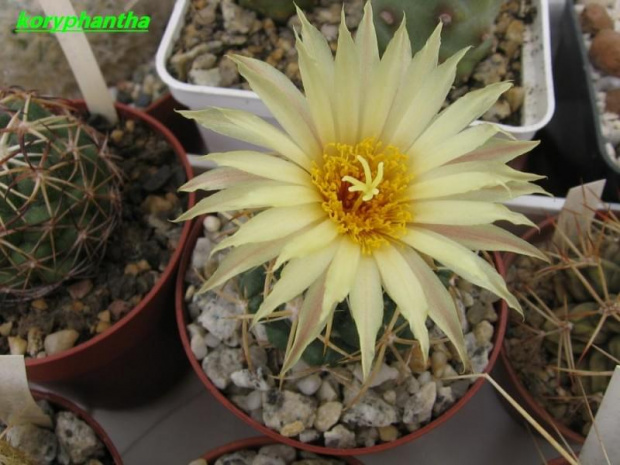 Coryphantha sulcolanata