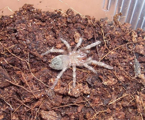 Lasiodora parahybana (L4)