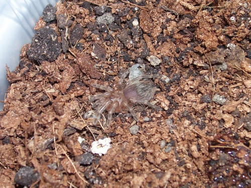 A. geniculata