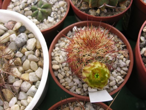 Echinocereus viridiflorus