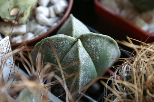 Astrophytum myriostigma v.quadricostatum