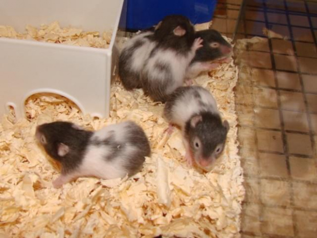 chomiczki :D 5 samic i dwa samce