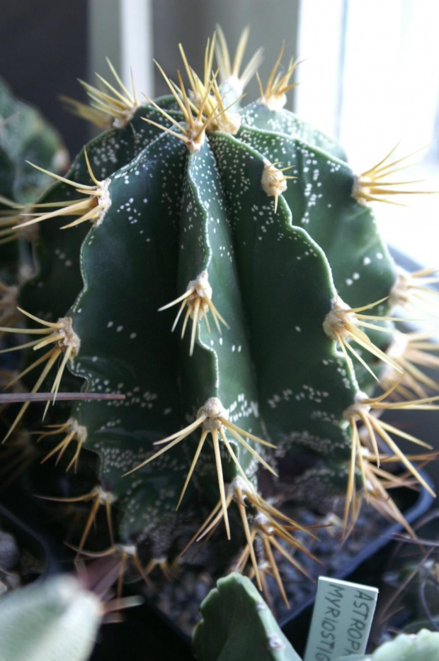 Astrophytum hybryd