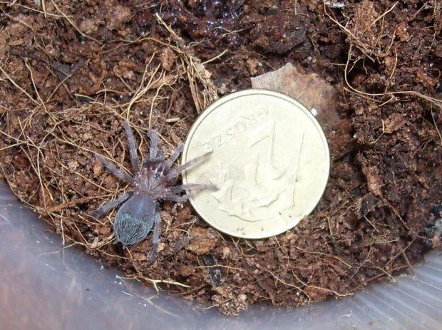 Lasiodora parahybana (2gr)