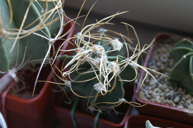 Astrophytum senile var. aureum viesca