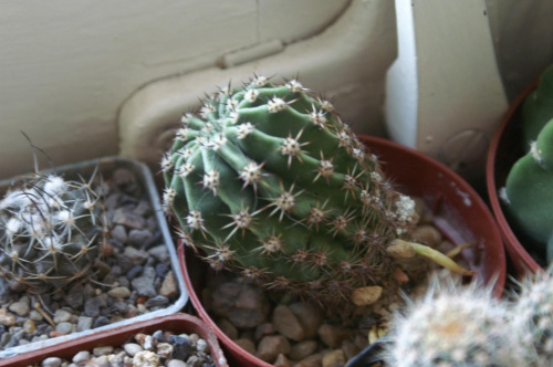 Echinopsis eyriesii