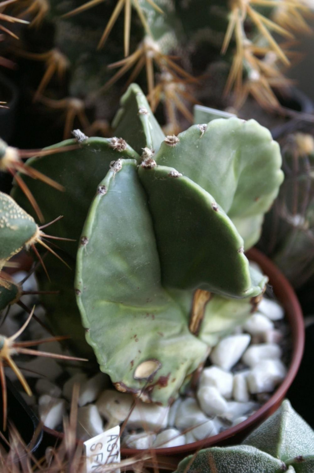 Astrophytum myriostigma v. nudum