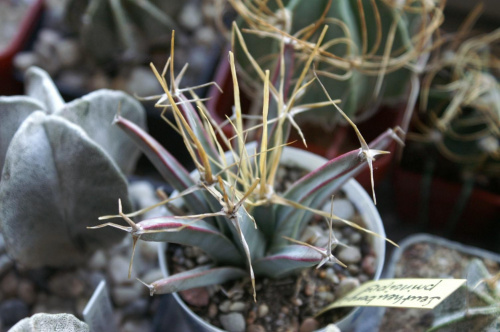 Leuchtenbergia principis