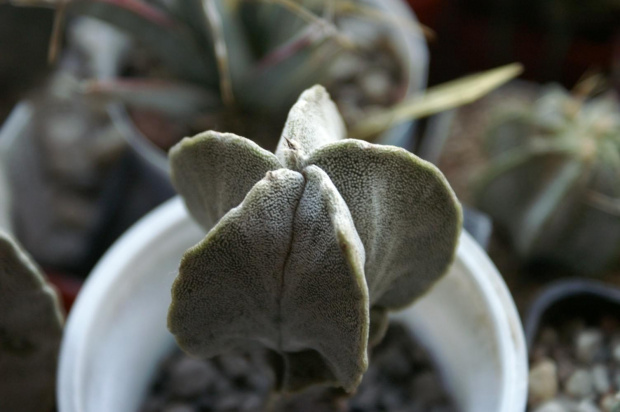 Astrophytum myriostigma