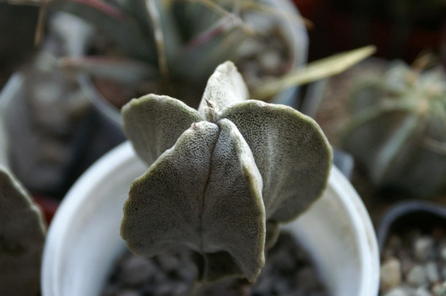 Astrophytum myriostigma