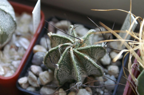 Astrophytum capricorne