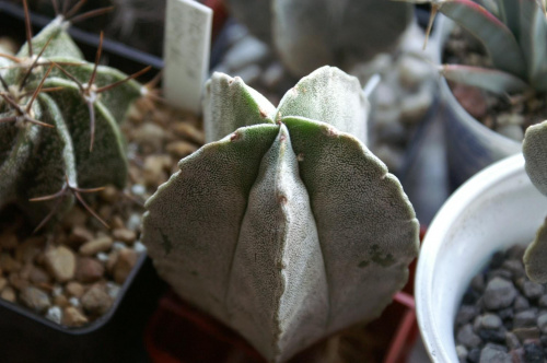 Astrophytum myriostigma v. tulense