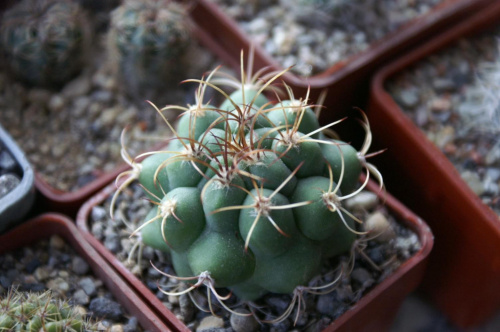 Matucana sp.