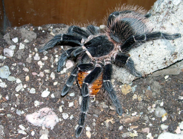 Lasiodora parhybana